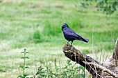France. Seine et Marne. Coulommiers region. Carrion crow on a tree trunk.