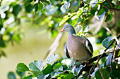 France. Seine et Marne. Coulommiers region. Wood pigeon in a tree.