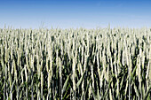 France. Seine et Marne. Boissy le Chatel. Wheat field in late spring.