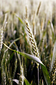 France. Seine et Marne. Boissy le Chatel. Wheat field in late spring. Close-up on an ear of wheat.
