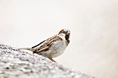 France. Seine et Marne. Coulommiers region. Close-up of a house sparrow (Passer domesticus) resting on a wall.