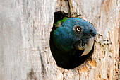 Close-up on a conure bird hidden in a tree trunk.