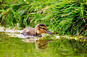France. Seine et Marne. Coulommiers region. Close-up of a mallard duckling (Anas platyrhynchos) foraging for food near the edge of a pond.