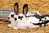 France. Seine et Marne. Coulommiers region. Educational farm. Close-up of a rabbits.