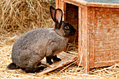 Frankreich. Seine und Marne. Region Coulommiers. Lehrbauernhof. Nahaufnahme eines Kaninchens in der Nähe seines Zuhauses.