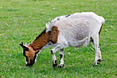 France. Seine et Marne. Coulommiers region. Educational farm. Close-up of a goat grazing on the grass.