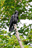 France. Seine et Marne. Coulommiers region. Carrion crow on a branch.