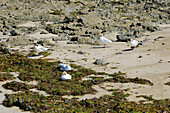 France. Normandy. Department of Manche. Granville during the summer. View from the coast and part of the beach. Seagulls resting on rocks and seaweed.