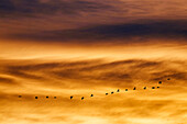 France. Normandy. Department of Manche. Pointe de Montmartin sur Mer. Twilight from the dunes in June. Flight of wild geese.