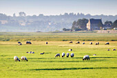 Frankreich. Normandie. Departement Manche. Region Granville. Blick auf die Salzwiesen mit Schafen im Sommer.
