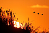 France. Normandy. Manche. Pointe de Montmartin sur Mer. Sunset from the dunes in July. In the background a flight of wild geese.