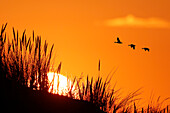 Frankreich. Normandie. Manche. Pointe de Montmartin sur Mer. Sonnenuntergang in den Dünen im Juli. Im Hintergrund ein Flug von Wildgänsen.