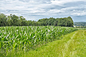 France. Seine et Marne. Coulommiers region. Summertime. Corn field.