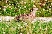 France. Seine et Marne. Coulommiers region. Summertime. Close-up of a female Ring-necked Pheasant (Phasianus colchicus) foraging for food.