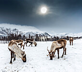 Norwegen,Stadt Tromso,junge Wildrentiere im Schnee