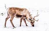 Norwegen,Stadt Tromso,junges Wildrentier im Schnee