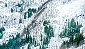 Norwegen,Stadt Tromso,Insel Senja,Tannenbäume unter dem Schnee