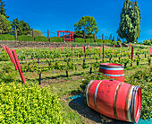 France,Perigord Noir,Dordogne,Jardins du Manoir d'Eyrignac (Historical Monument),vineyard of the Carre d'Ivresse