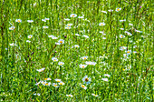 France,Perigord,Dordogne,dog daisies (Chrysanthemum leucanthemum) in a flowered meadow in spring