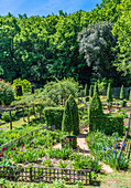 Frankreich,Perigord,Dordogne,Cadiot-Gärten in Carlux (Gütesiegel „Bemerkenswerter Garten“),blühende Iris und geschnittene Eiben