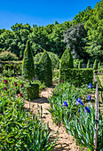 France,Perigord,Dordogne,Cadiot gardens in Carlux (Remarkable Garden certification label),iris in bloom and cut yews