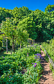 France,Perigord,Dordogne,Cadiot gardens in Carlux (Remarkable Garden certification label),Iris,Aquilegia and climbing roses