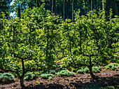 France,Perigord,Dordogne,Cadiot Gardens in Carlux (Remarkable Garden certification label),fruit trees in espalier