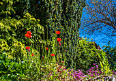 Frankreich,Perigord,Dordogne,Cadiot-Gärten in Carlux (Gütesiegel „Bemerkenswerter Garten“),Mohnblumen (Papaver rhoeas)