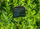 France,Perigord,Dordogne,Cadiot gardens in Carlux ( Remarkable Garden certification label),Tansy medicinal plant (Tanacetum vulgare) (deworming,antispasmodic,digestive) (repellent in organic agriculture)