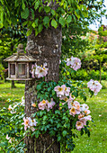 Europe,France,garden in Nouvelle Aquitaine,bird feeder and Sally Holmes white climbing rose