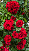 Europe,France,garden in Nouvelle Aquitaine,red climbing rose