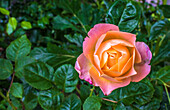 Europa,Frankreich,Garten in Nouvelle Aquitaine,rosa-gelber Rosenstrauch