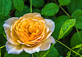 Europa,Frankreich,Garten in Nouvelle Aquitaine,englischer gelb-orangefarbener Rosenstrauch (David Austin)