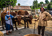 France,Gironde,Saint Emilion,Celebrations of the 20th anniversary of the inscription on UNESCO's World Heritage List,ceremony of the marking of barrels by the Jurade,ox team