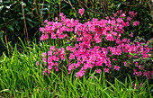 Frankreich,Garten,Japanische Azalee in rosa Blüte im Frühling
