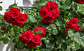 France,Arcachon Basin,red climbing rose flowers