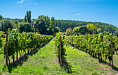 France,Gironde,Entre-deux-Mers,vineyard in Le Tourne