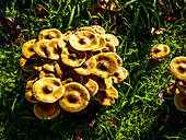 France,Gironde,Arcachon Bay (Bassin d'Arcachon),armillary fungi (rotten),fungal disease