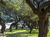 France,Gironde,Arcachon Bay (Bassin d'Arcachon),tamarisk trees along the beach of La Hume in Gujan-Mestras