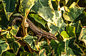 France,Nouvelle Aquitaine,wall lizard and  ivy