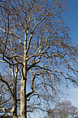 France,Paris,75,6th arrondissement,Jardin du Luxembourg,plane tree in winter