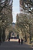 Frankreich,Paris,75,5. ARRT,Jardin des Plantes (Garten der Pflanzen),Weg einer Platane