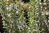 Close-up shot on rosemary flowers