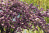 France,Nantes,44,close-up shot showing a cherry bloom,spring