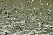 France,Paris,75,4th arrondissement,pigeons flying above the Seine river