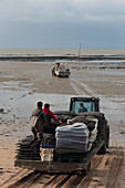 France,Bourgneuf Bay,La Bernerie-en-Retz,44,oyster farmers going down to the oyster beds.