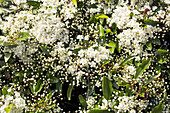 Close-up of flowering pyracantha.