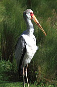 Frankreich,Auvergne Rhone Alpes,Ain department (01),Villars les Dombes,Birds park