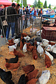 France,Bourgogne Franche Comte,Saone et Loire department (71),Louhans,fowl market