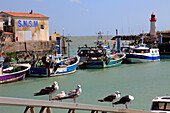 France,Nouvelle Aquitaine,Charente Maritime (17),Oleron island,Saint Pierre d'Oleron,la Cotiniere fishing harbour